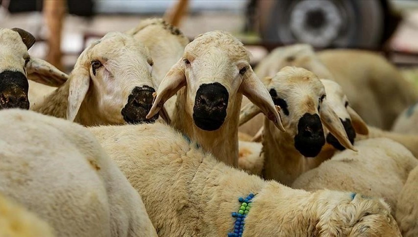 10 soruda kurbanla ilgili merak edilenler