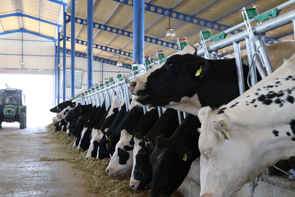 Niğde'de devlet desteğiyle 7,5 milyon liraya çiftlik kurdu - 9