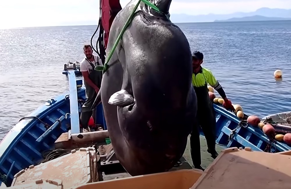 İspanya’da dev güneş balığı yakalandı: Boyu 3,2 metre, yaklaşık 2 ton ağırlığında - 4