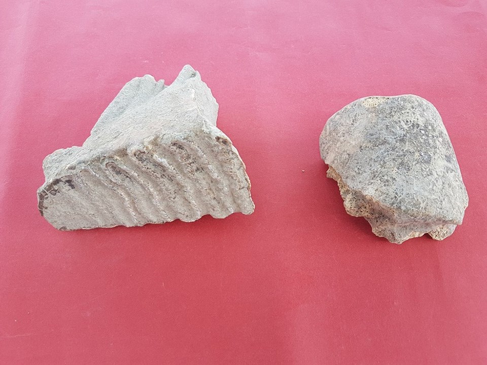 Adana'da fil kalıntıları bulundu - 2