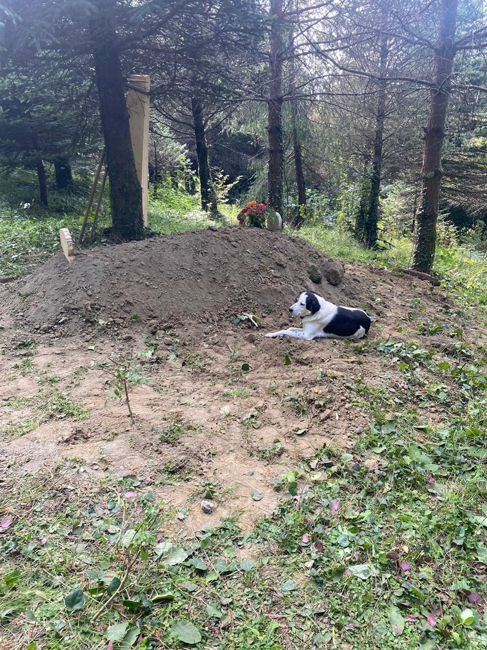 Teo, sahibinin mezarının başından ayrılmadı - 4