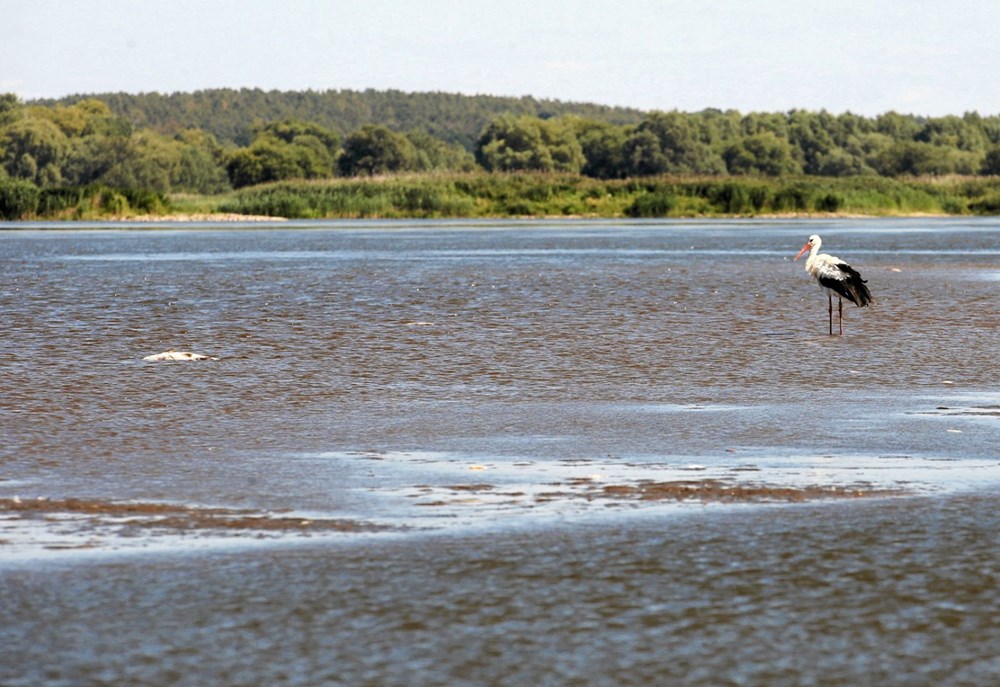 Polonya'nın Oder Nehri'nde ekolojik felaket: Binlerce balık nedeni bilinmeyen bir şekilde öldü - 3