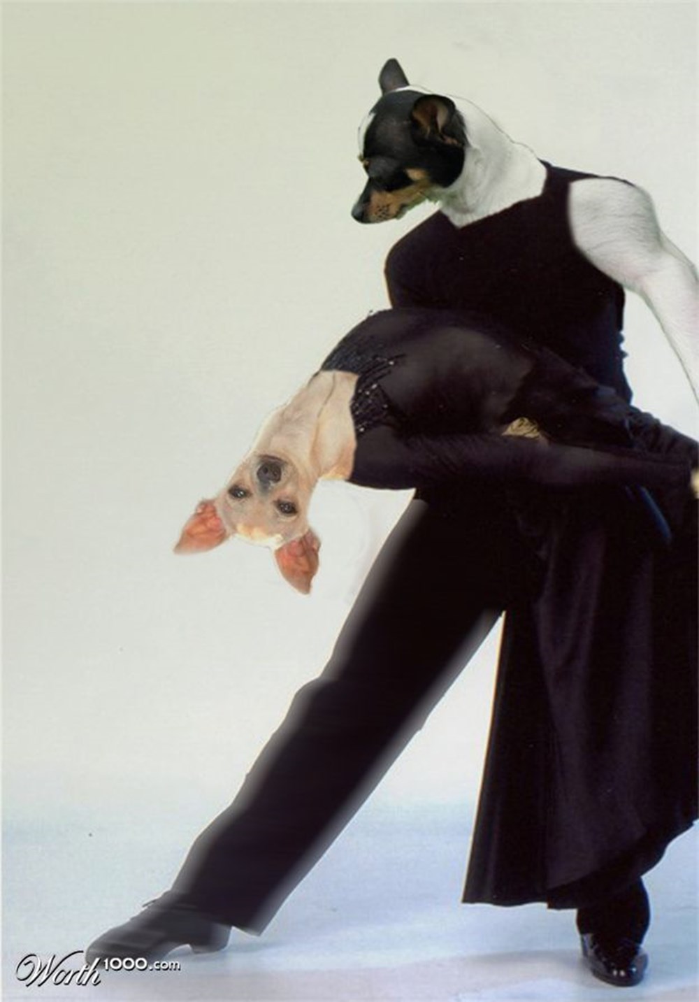 Танцы с собаками. Собака смешная в прыжке. Собака в прыжке. Собаки умеют танцевать. Животные в балетной пачке.