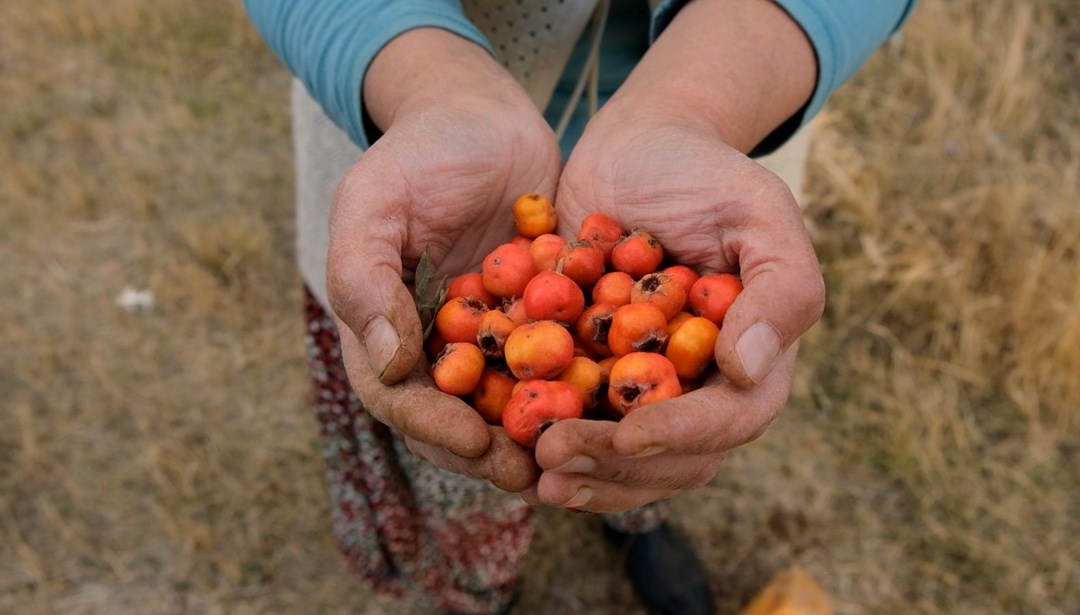Tansiyon ve kabızlığa iyi geldiği biliniyor: Şifalı meyvenin hasadı başladı