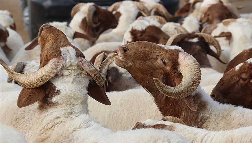 Akika kurbanı yenir mi? Akika kurbanı nedir, ne zaman kesilir, farz mı?