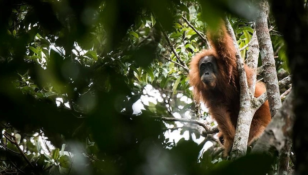 Bilim insanları ilk defa gözlemledi: Orangutan yarasını iyileştirmek için bitki kullandı Bilim insanları ilk defa gözlemledi: Orangutan yarasını iyileştirmek için bitki kullandı
