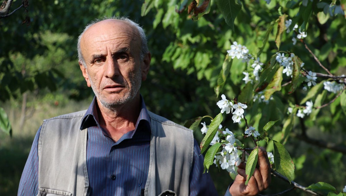 Kiraz ağacı ekim ayında çiçek açtı Kiraz ağacı ekim ayında çiçek açtı