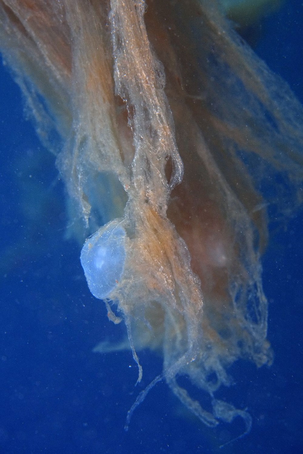 Sualtı görüntülendi... Marmara Denizi'nin müsilajı insan boyutuna ulaştı! Önüne gelen canlıyı hapsediyor - 9