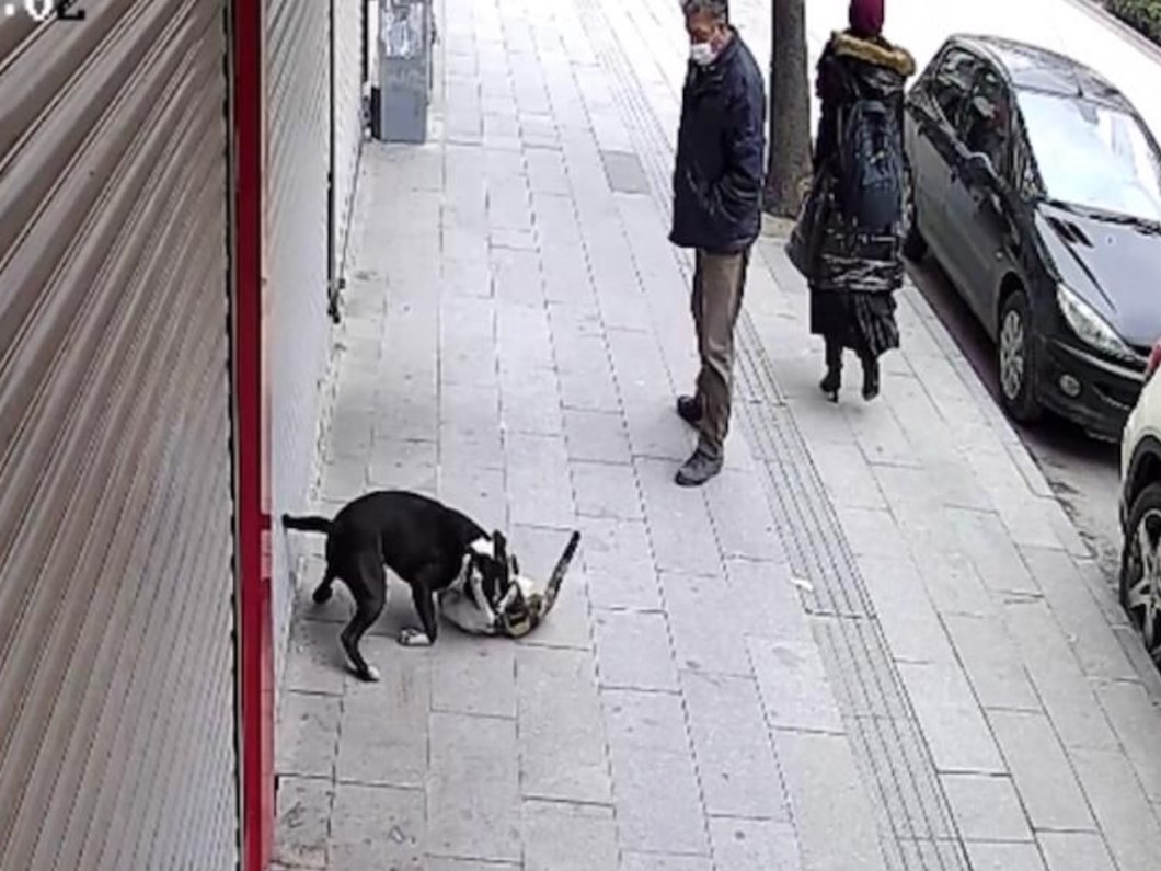 hatay da pitbull dehseti kediyi telef