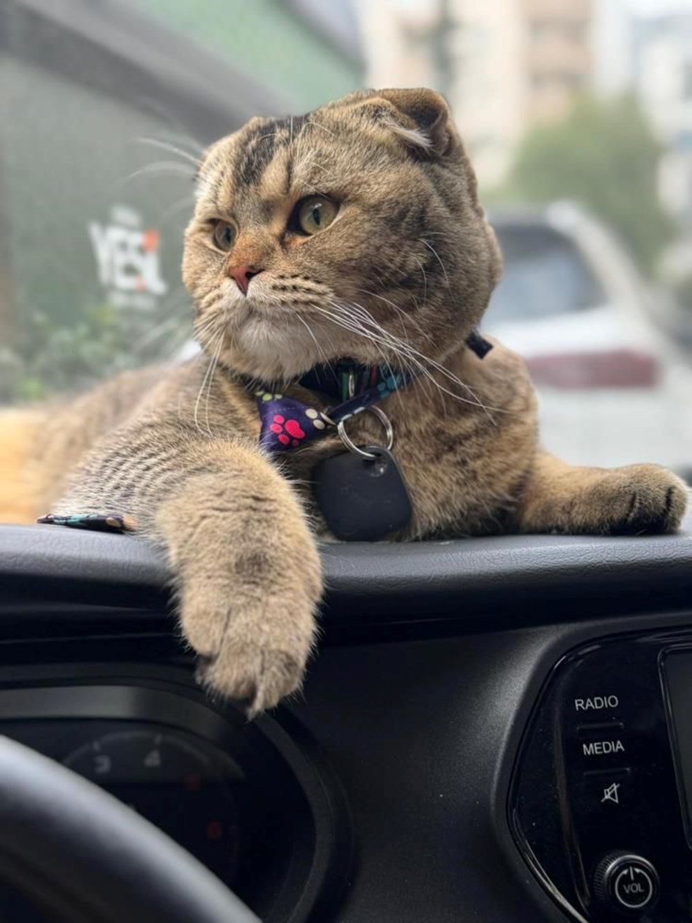 Bu evliliğin kaderi kediye bağlı: "Eşim beni boşayacak" - 5