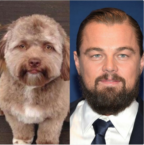 Internetin Yeni Fenomeni Insan Yuzlu Kopek Yogi Magazin Haberleri Ntv Internetin Yeni Fenomeni Insan Yuzlu Kopek Yogi Magazin Haberleri Ntv