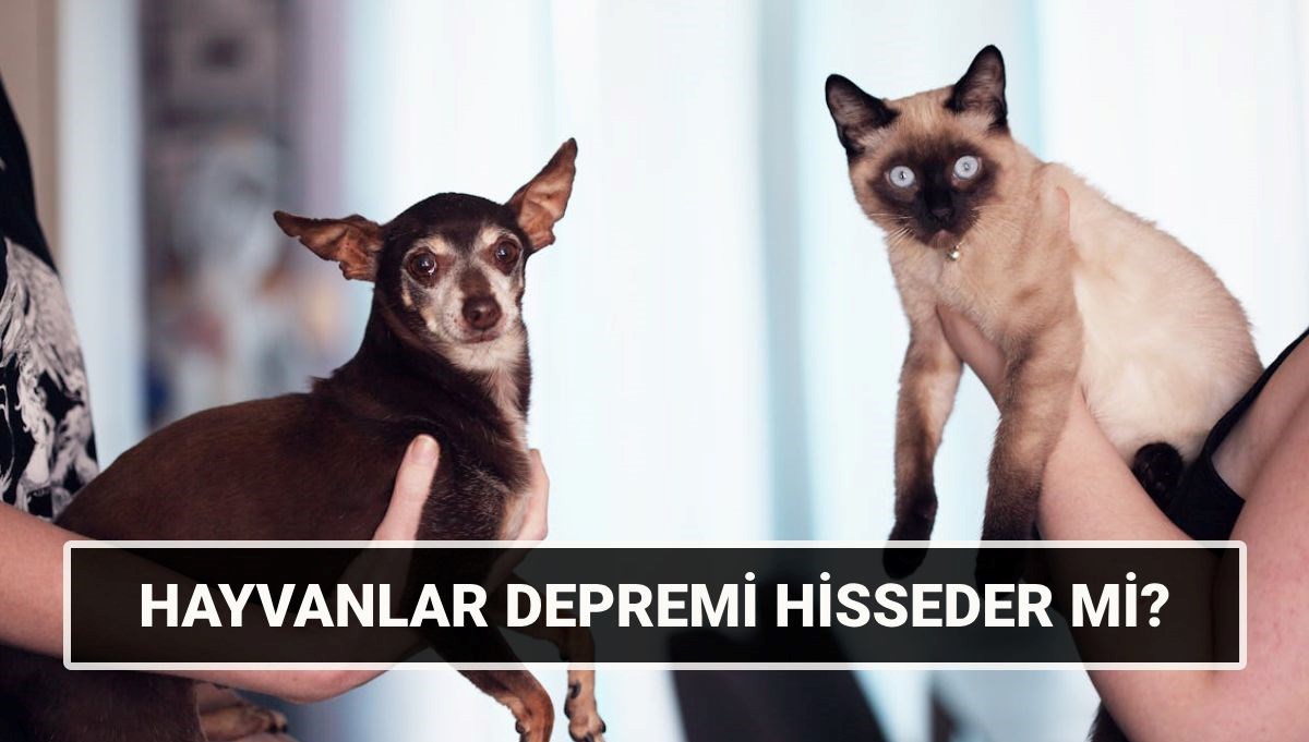 Kedi, köpek, kuş, inek depremi önceden hisseder mi?