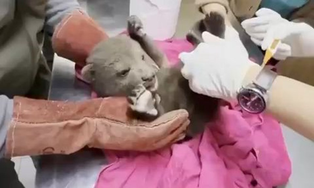 Karabük'te Yalnız Kurt: Sahipsiz Bozayı Yavrusu Şaşkınlık Yarattı 72 nVaz0MAi8Eev25V9dohRXw