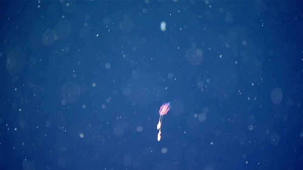 Okyanusun 700 metre altında yaşıyor: Kırmızı denizanası bilim insanları tarafından ilk defa gözlemlendi - 5
