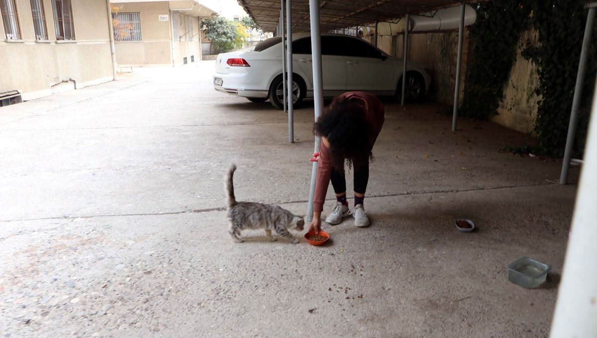Gaziantep'te kedi katliamı