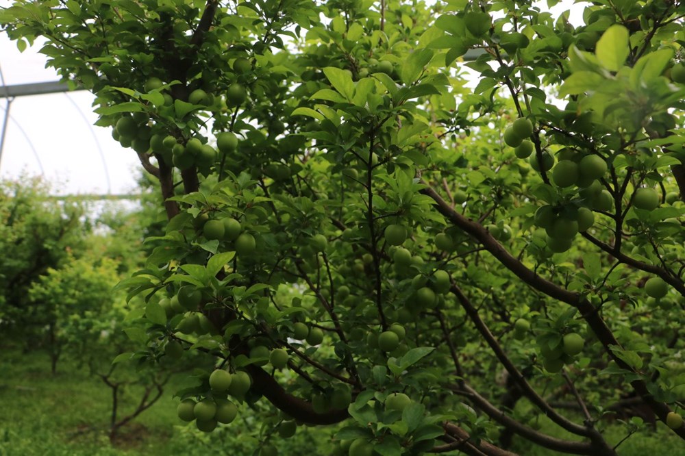 4 bin metrekare alanda üretiyor, kilosu 500 TL: Hatay'dan dünyaya yayılıyor 72 nWbq4mVLpkWtqkPbUnuzjA