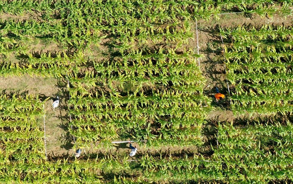 T�rkiye'nin ilk 'm�s�r labirenti'