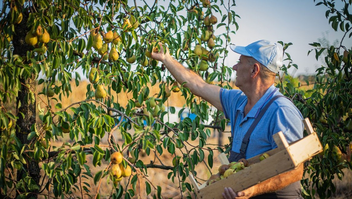 Anadolu’nun yalnız ağacı: Ahlat ağacı