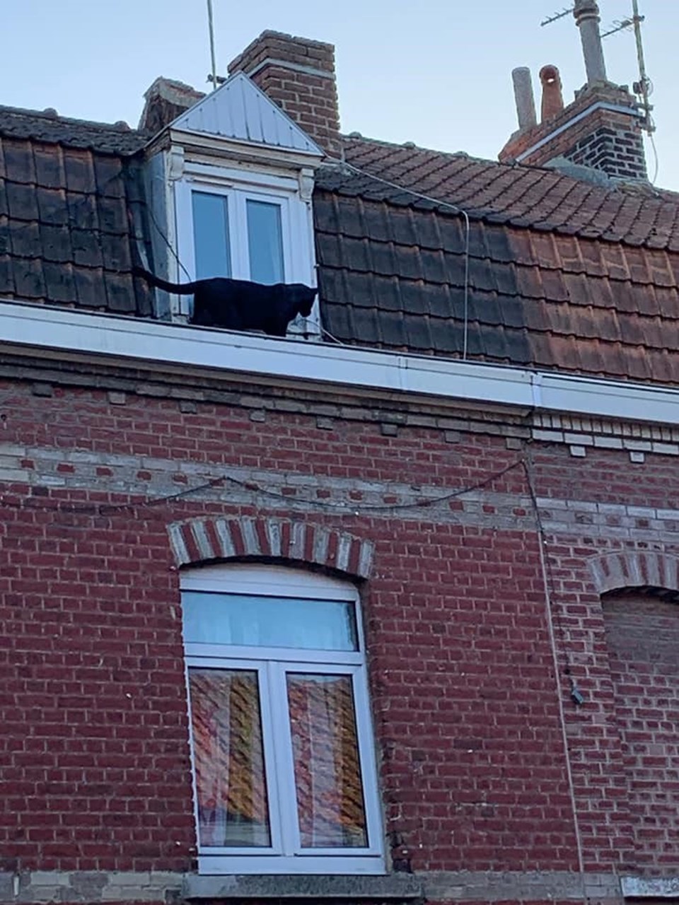 Fransa'da panter paniği (Çatı katına tırmandı) - 1