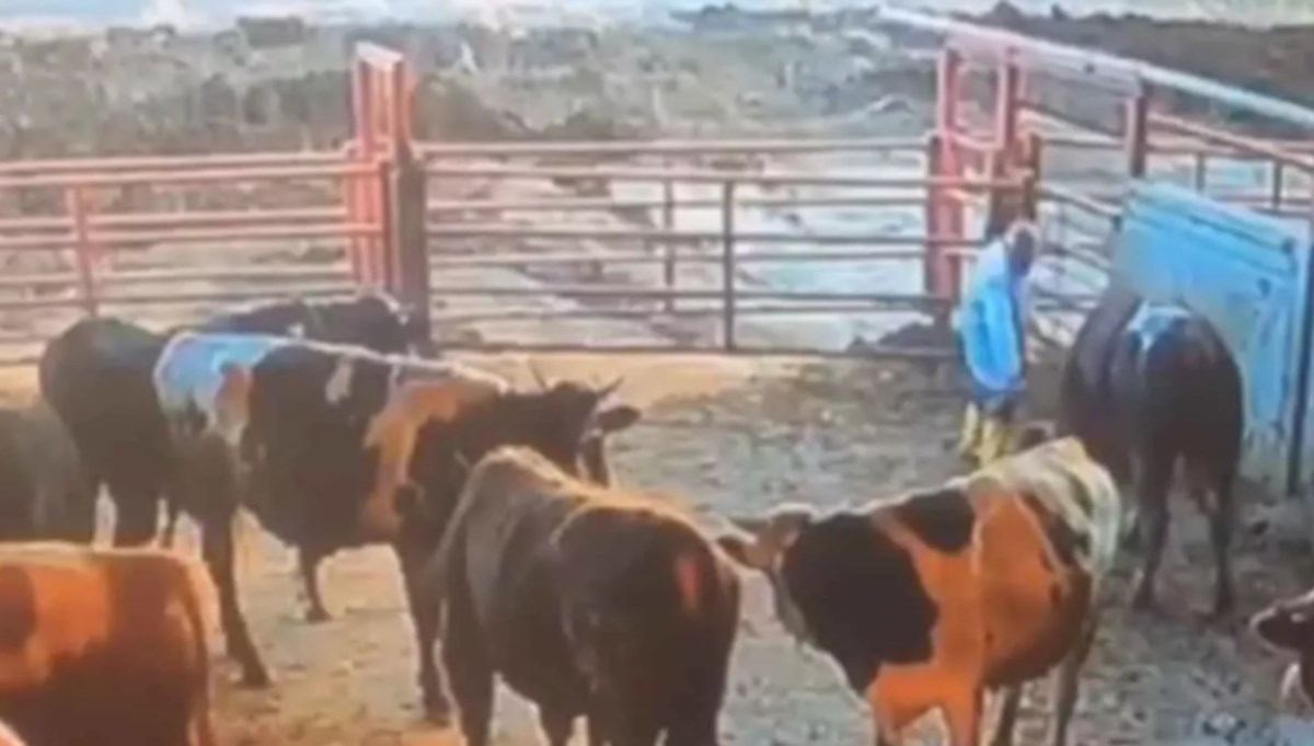 Kırşehir'de besici boğanın saldırısına uğradı: O anlar kamerada Kırşehir'de besici boğanın saldırısına uğradı: O anlar kamerada