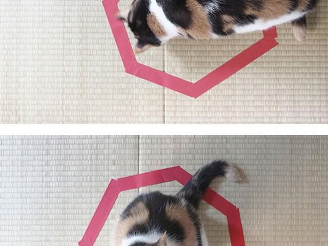 kediler ne ister magazin haberleri ntv