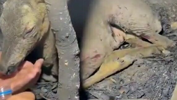 Yaralı ceylana su içirdiler