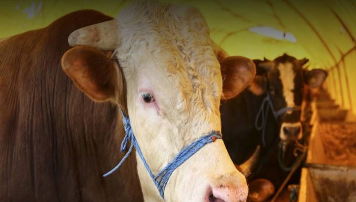 Akika kurban nedir? Kurban Bayramı'nda akika kesilir mi?