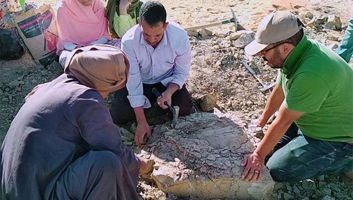 Mısır'da 70 milyon yıllık kaplumbağa fosili bulundu