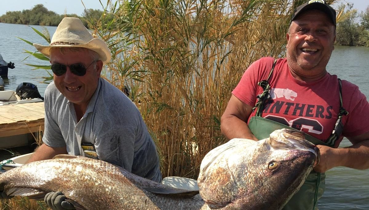 Meriç Nehri'nde balıkçılar 41 kilogramlık granyöz balığı yakaladı Meriç Nehri'nde balıkçılar 41 kilogramlık granyöz balığı yakaladı