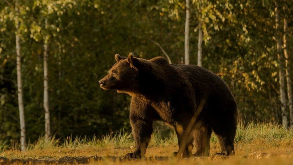 Lihtenştayn prensi, koruma altındaki Avrupa’nın en büyük boz ayısını öldürdü: Çevre kuruluşlarından tepki - 3