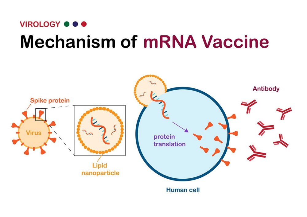 Kanser aşısı bulundu: Moderna mRNA teknoloji kullanarak milyonlarca kişiye umut oldu - 6