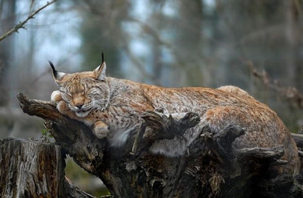 Канадская рысь. Рысь. Восточно сибирская рысь. Рысь зимой. Гималайская рысь.