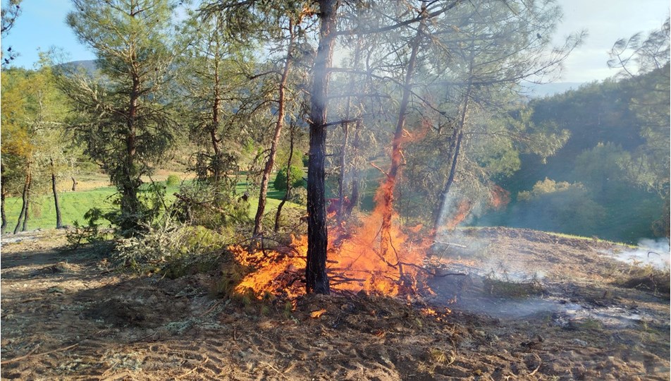 Sinop'ta orman yangını: 5 hektarlık alan zarar gördü