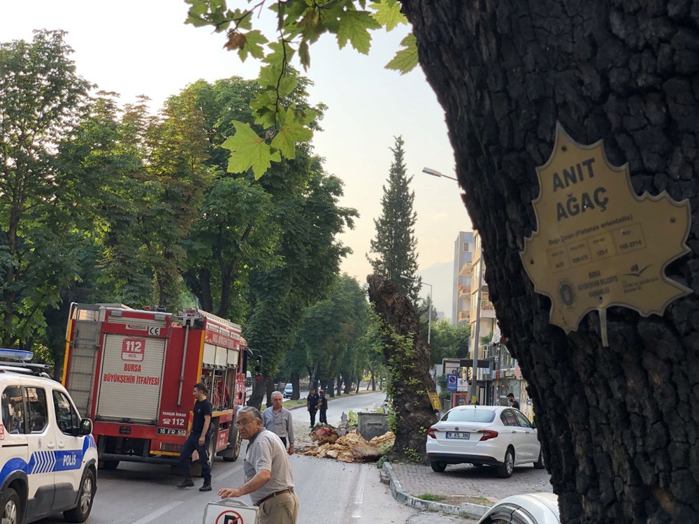 200 yıllık çınar ağacı yola devrildi - 4