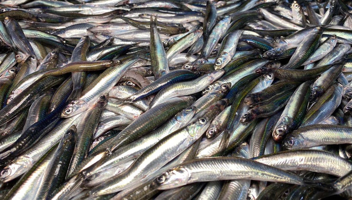 Karadeniz’de hamsi bereketi