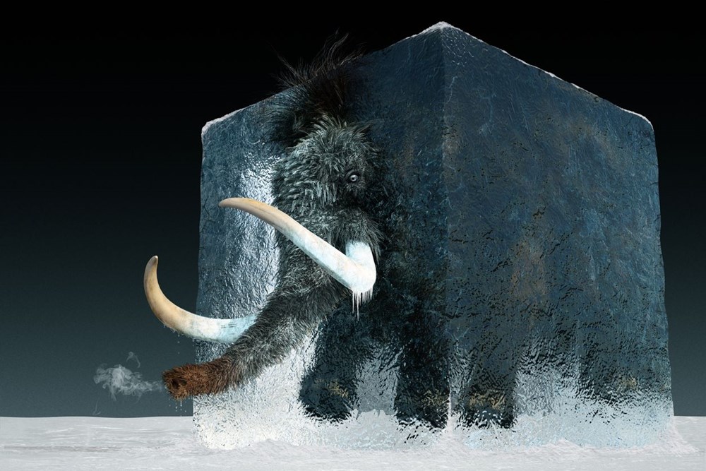 10 bin yıl önce yok olan yünlü mamutlar yeniden doğacak - 5