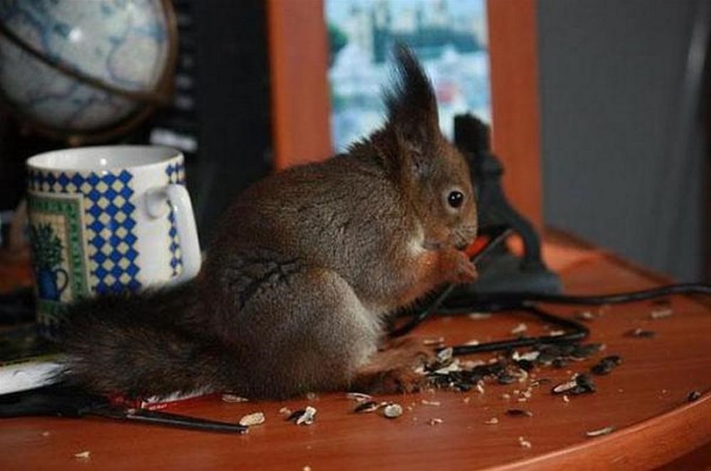 Белки в домашних условиях фото Белки в домашних условиях фото