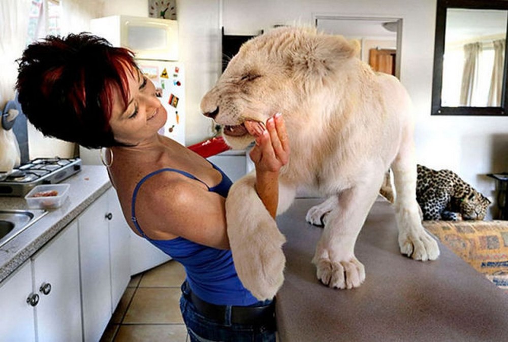 Укрощать льва. Домашний Лев. Домашний белый Лев. Женщина укрощает Льва. Завести Льва.