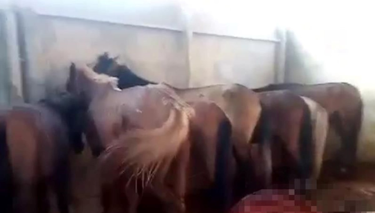 Adana’da at ve eşek kesimine 1 tutuklama Adana’da at ve eşek kesimine 1 tutuklama