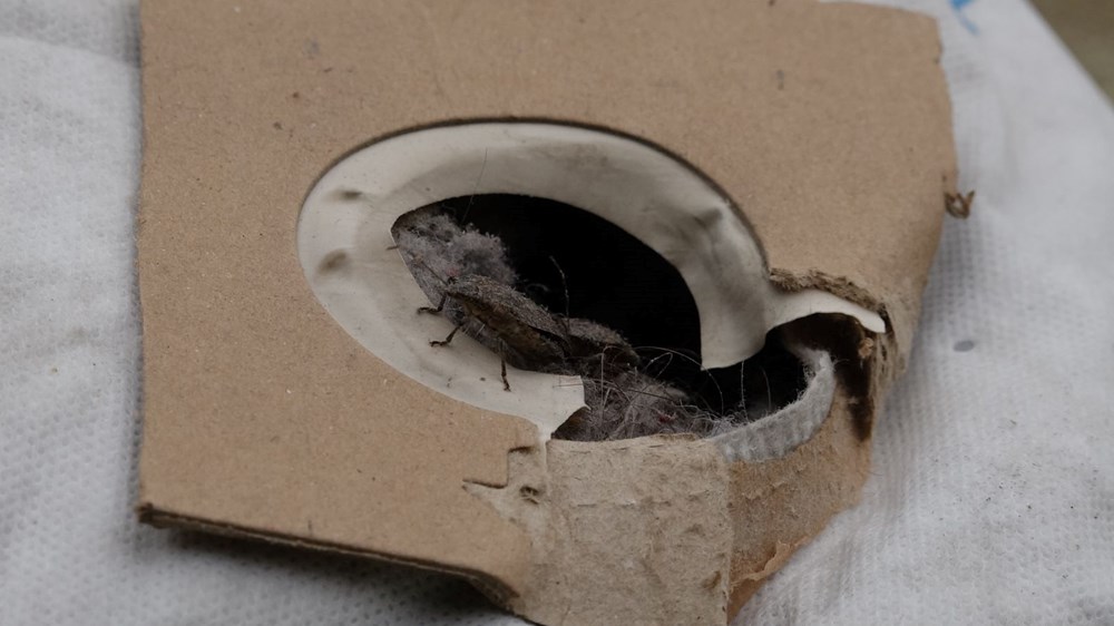 Trabzon'da kahverengi kokarca böceği istilası | Uzmanlar uyardı: Sakın elinizi sürmeyin - 4