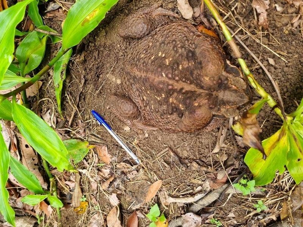 Dünyanın en büyük kara kurbağası bulundu: Zehir saçarak önüne geleni yiyor - 2