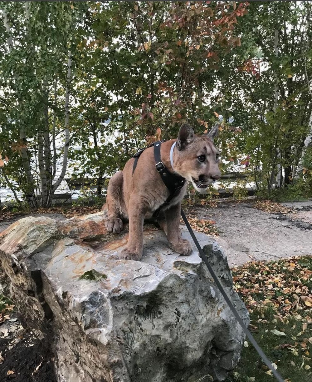 Kedi yerine puma sahiplendiler (Dünyadaki ilk evcil puma Messi