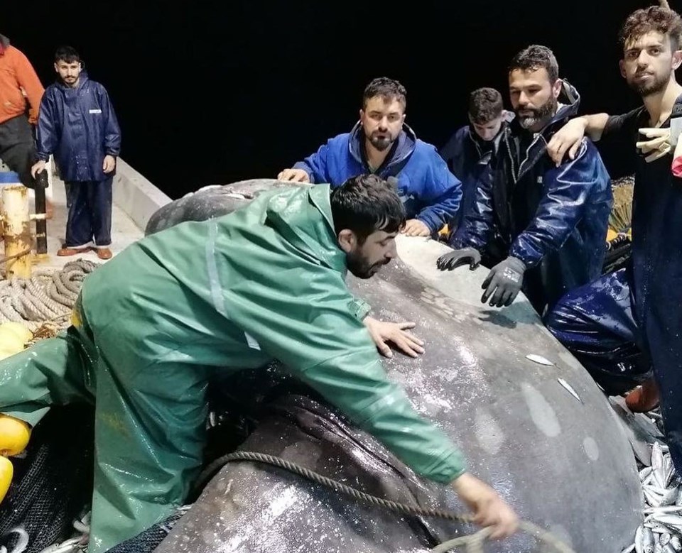 Balıkçıların ağına Akdeniz'de nadir görülen 'ay balığı' takıldı - 1