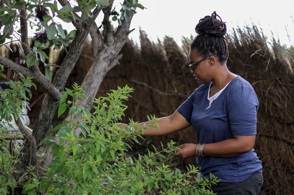 The plant that the African country hopes for, Zumbani: If we didn't use it, we would be dead - 5