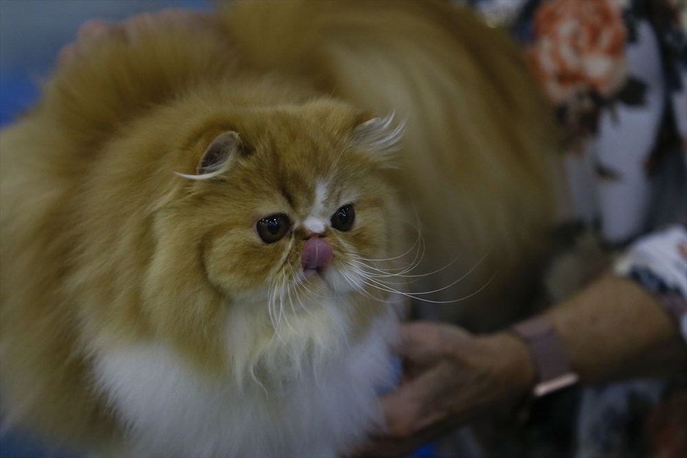 Kedi fuarından renkli fotoğraflar (Catsburg) Magazin Haberleri NTV