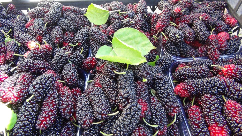 Bahçeden Sofraya Lüks Lezzet: Mersin’in 100 Liralık İhracat Yıldızı 75 nliKDNov4k2ByRZRSzyiWg