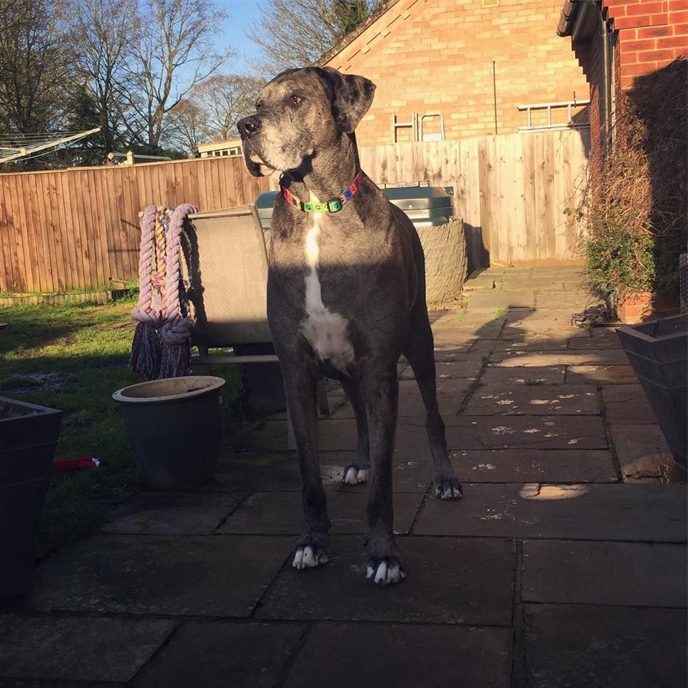 Dünyanın en uzun köpeği Freddy hayatını kaybetti - 24