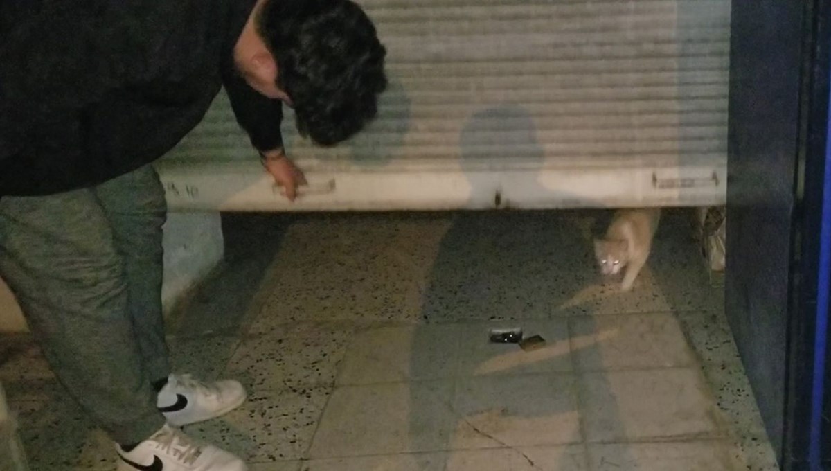 Bakkaldaki hırsızlık şüphelisi kedi çıktı