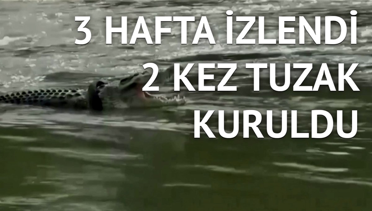 Başına ödül koyulan timsaha operasyon