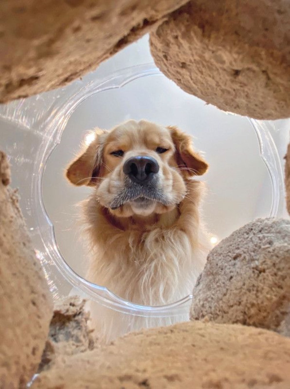 2020 Mars Petcare Komik Hayvan Fotoğrafları Yarışması'nın finalistleri - 12